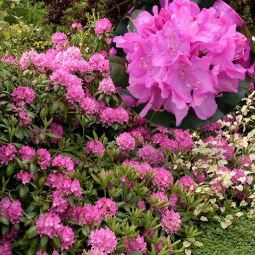 Rhododendron 'Roseum Elegans' - Rododendron 'Roseum Elegans' C5/5L